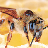 бджолиний укус